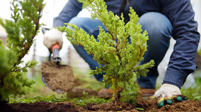 tree-planting-1249558399